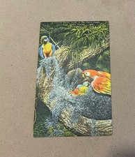 Vintage Linen Postcard Miami, Florida~ Family Of Macaws At Parrot Jungle