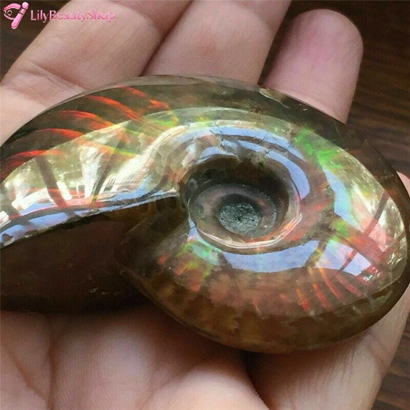 Natural Crystal Iridescent Ammonite Ammolite Facet Specimen Fossil Madagascar @