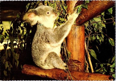 Australia's Koala in his Native Fauna 1965  Postcard
