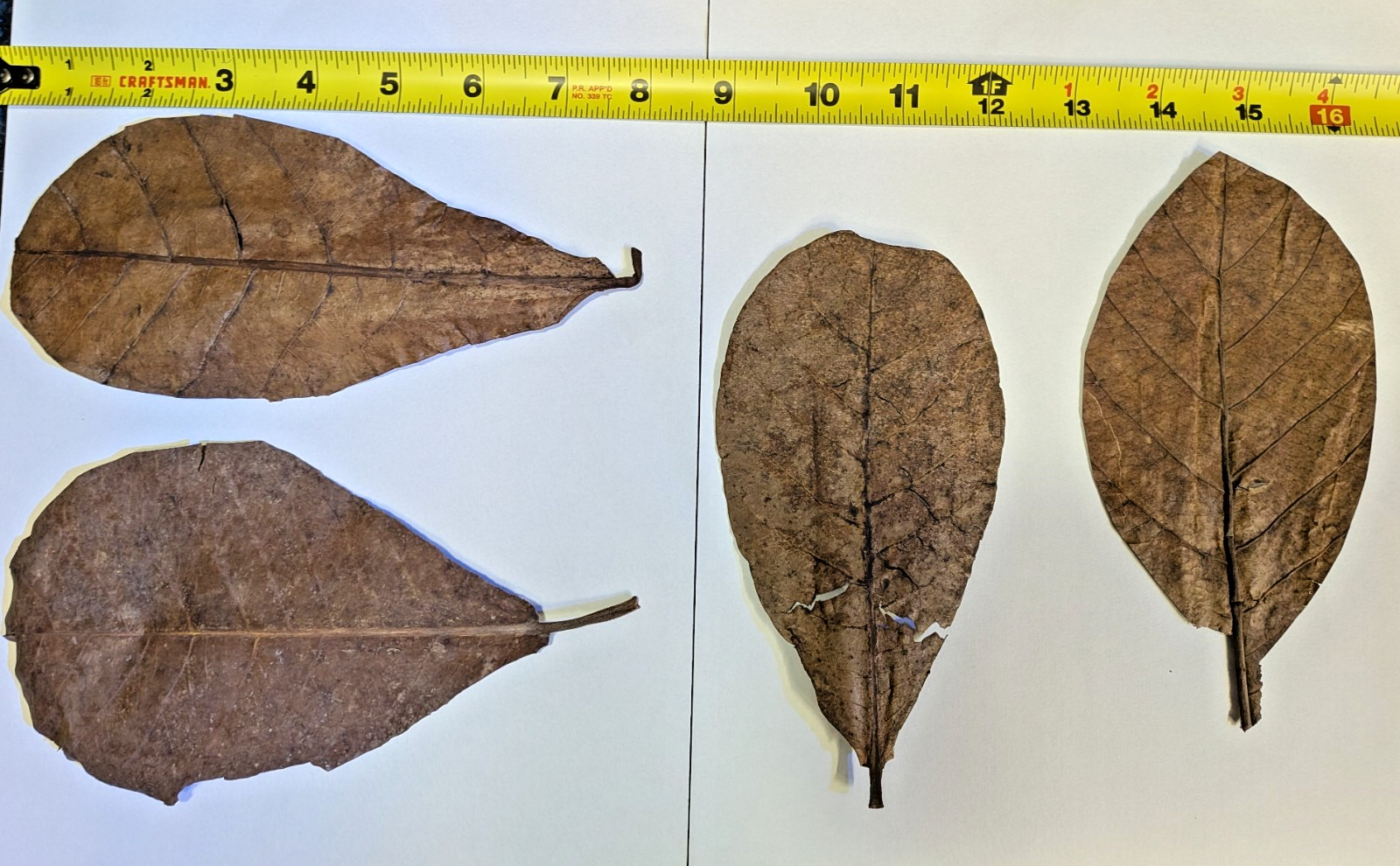 Indian Almond Leaf Large 6-8inch  Cattapa For Aquariums 2-3-