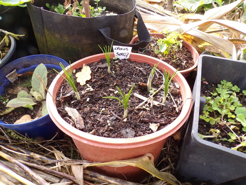 Crocus Sativus ou Safran - Crocus Sativus - SEM27 - Bild 2 von 4