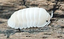 "Polar Bear" Panda King Cubaris sp Isopods NEW MORPH  