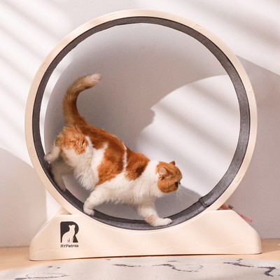 31.5'' Cat Wheel Cat Exercise Wheel Treadmill Running Toy w/Lock for Indoor Kitty