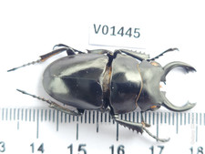 V01445. Insects, Lucanidae: Odontolabis sp. North Vietnam, Ha Giang