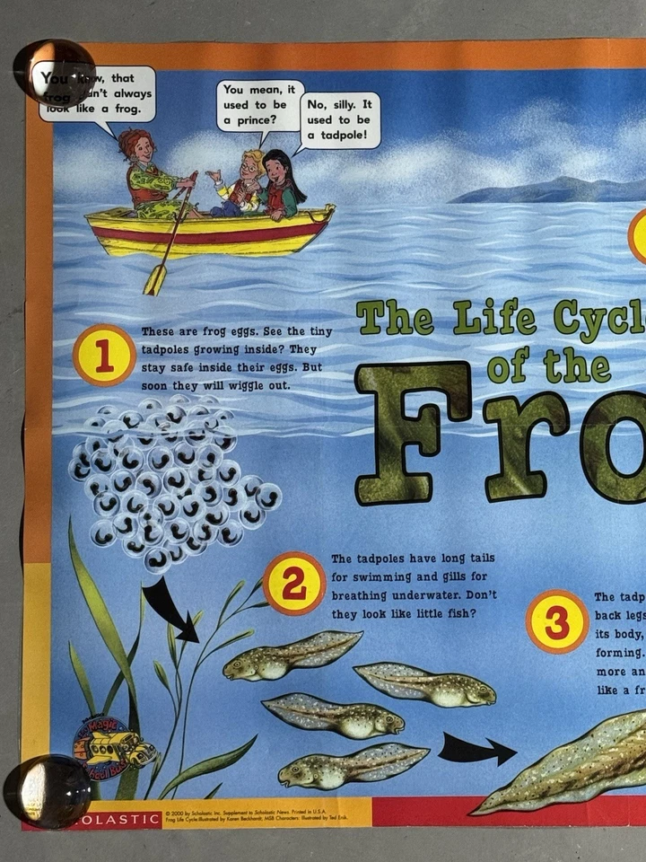 Vintage Scholastic Magic School Bus Poster Teacher Classroom LIFE CYCLE OF FROG - Image 2 of 4