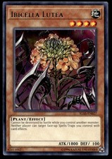 Ibicella Lutea IGAS IGAS-EN027 MP YuGiOh 