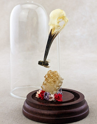 y62c Bird Skull Bee Eater glass dome display oddities curiosity collectible gift