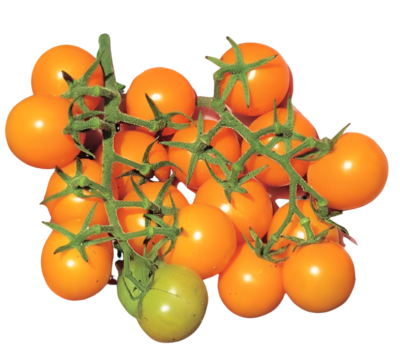 #ad SUN SUGAR CHERRY TOMATO SEEDS ORGANICALLY GROWN $3.99