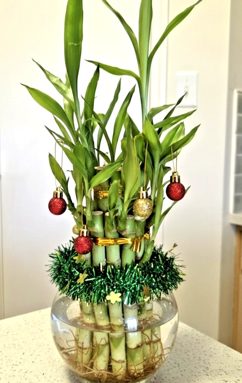 Lucky Bamboo Plant Live, 2-Tiered W/ Butterfly Stake
Opens in a new window or tab
