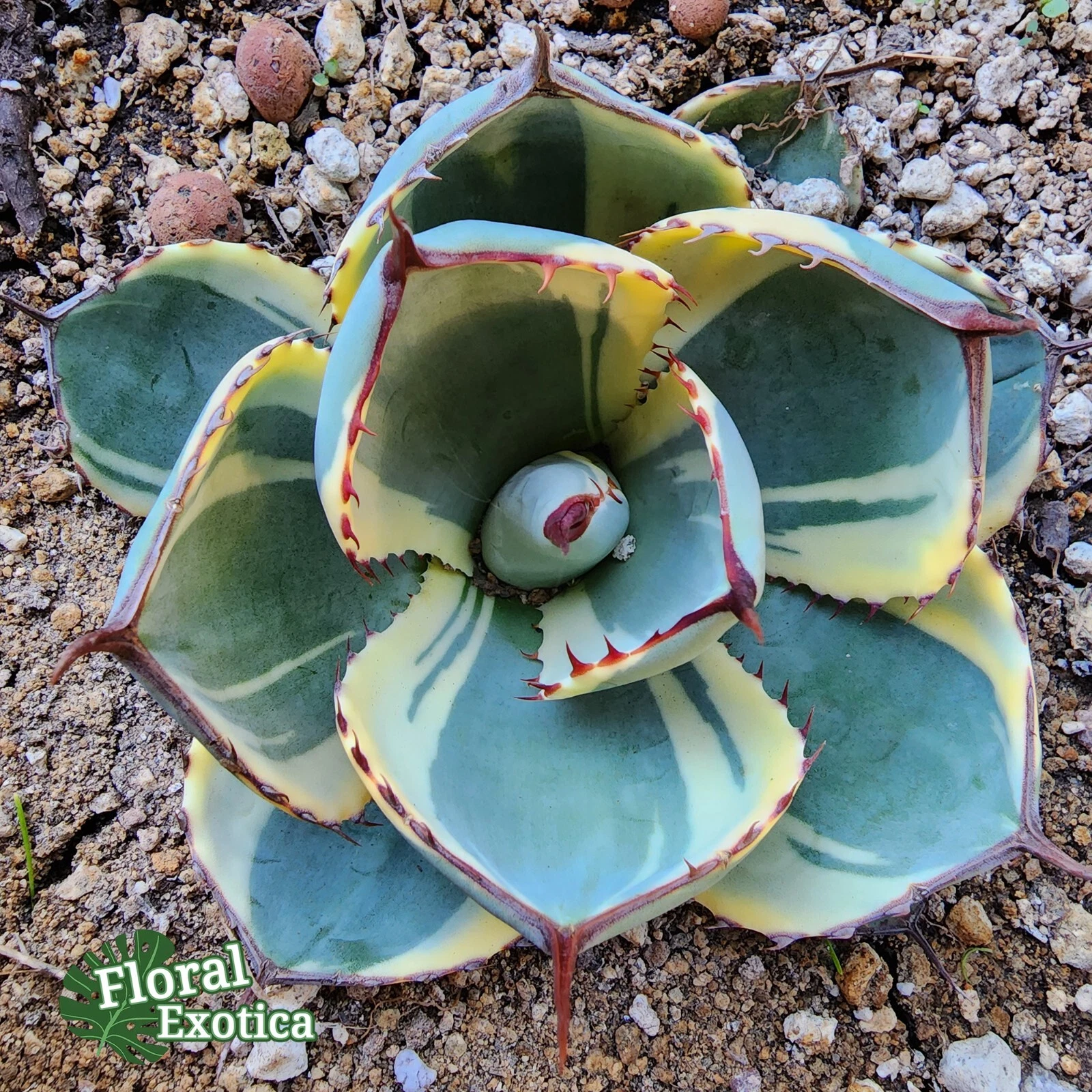 Agave Parryi Truncata 'Orizaba' - アガベ　パリー トランカタ オリザバ - 植物検疫証明書付きで出荷 - US Stock
