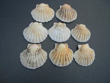 LOT OF EIGHT NATURAL DEEP BAKING SHELLS SCALLOP SHAPE 4"