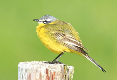 ZOO  WILDLIFE Postkarte  *  SCHAFSTELZE  Yellow Wagtail   Postcard  NL# 2