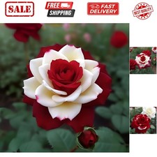 20pcs Rare Twin Red White Rose Flower Seeds for Planting - Captivating Garden...