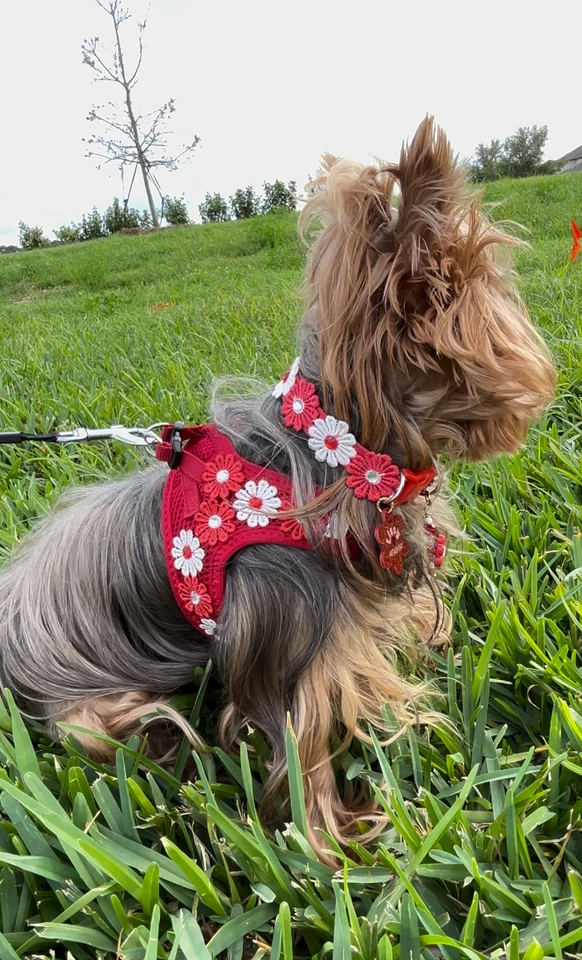 Hermoso arnés ajustable para perros mascotas, lindo para mascotas pequeñas, bonita flor talla S, XS Foto 3 de 4