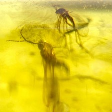 Baltic Amber 2 Insect Inclusions with 4x Magnifying Case includes COA