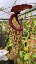 Nepenthes boschiana x klossii: BE-4530 LARGE - pitcher plant - carnivorous plant