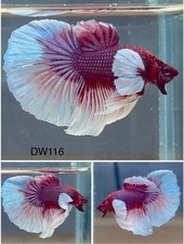 Male Betta Live Fish - Dumbo Purple White Halfmoon - DW116 - High Quality A