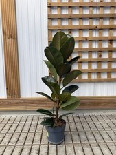 Rubber Plant Ficus Robusta 65 - 90cm Tall Live Indoor Plants Evergreen