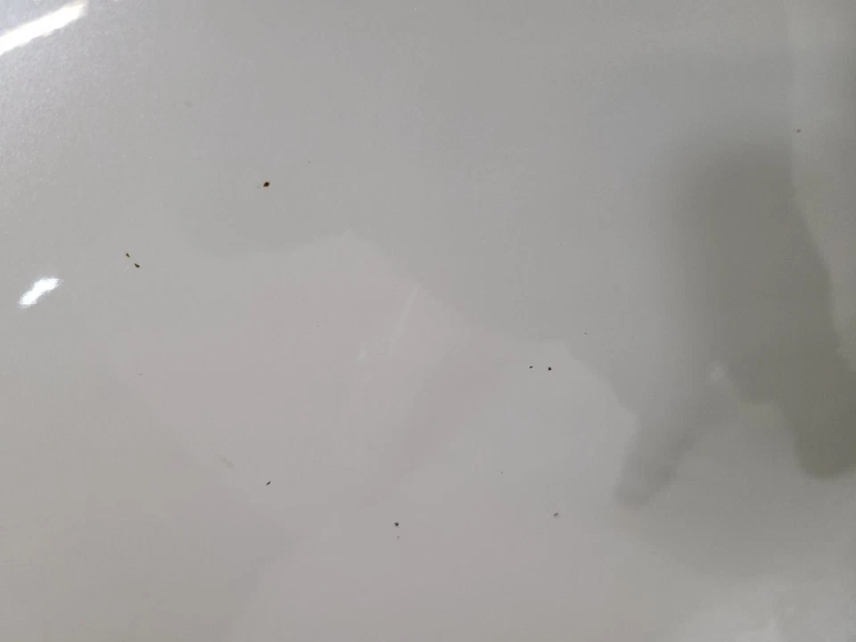 2011 2012 2013 2014 2015 2016 2017 NISSAN QUEST Hood White Foto 2 de 4