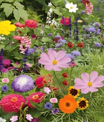 Sonnenliebende Wildblumenkernmischung für Kolibris und Schmetterlinge Vergissmeinnicht UK