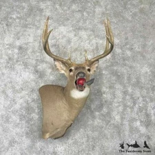 #30347 E | Whitetail Deer Taxidermy Wall Pedestal Shoulder Mount For Sale