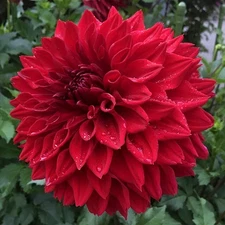 1 - Giant Dinnerplate Dahlia BLOOD RED Flower Bulb Tuber Clump * MASSIVE BLOOMS