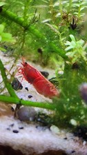 20 Red Cherry Shrimp - USA Breeder - Healthy Arrival Guaranteed - Mixed Grade