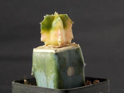 A5-1210. Astrophytum myriostigma f. variegata (Grafted)