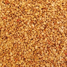 50 Lycium Barbarum GOJI BERRY SEEDS WOLFBERRY Super Fruit Nutritious Medicina