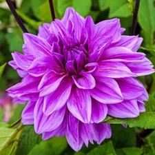 2 - Giant Dinner Plate Dahlia LILAC TIME Flower Bulb Tuber Clumps GORGEOUS COLOR