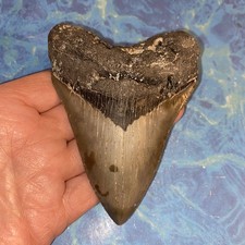 MEGALODON SHARK TOOTH 4.43 HUGE TEETH MEG SCUBA DIVER DIRECT FOSSIL NC 1646
