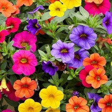 6 Trailing Calibrachoa Mixed Million Bells Basket Patio Plug Plants