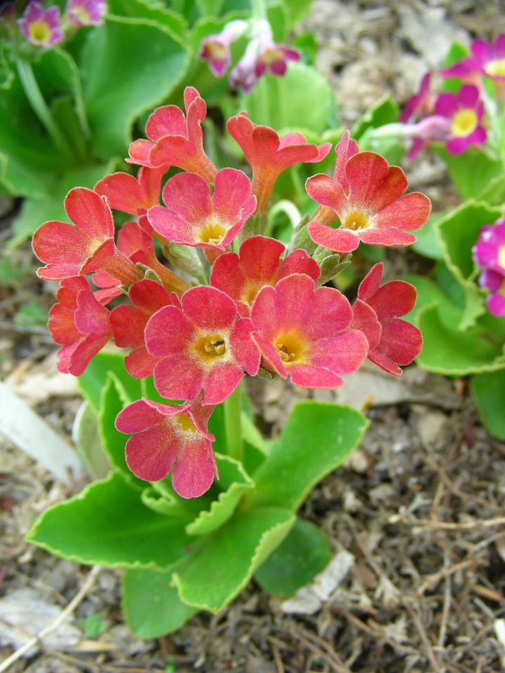 Alpine Primroses : 50 Seeds : Small European Hybrids : Mixed Colours : Primula  - Image 3 of 4