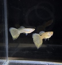 1 Trio Live Guppy Fish-Gold Lace - 1 Male 2 Female High Quality