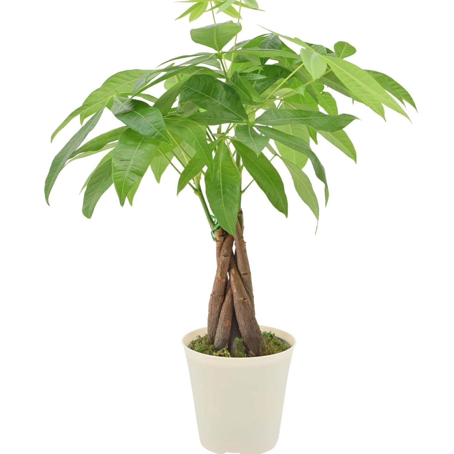 Live Braided Money Tree Pachira Aquatica Indoor Houseplant in Arcadia Garden ...