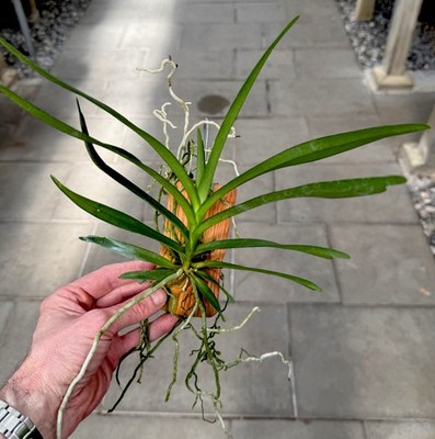 Vanda pumila Hybride aufgebunden Orchidee Orchideen
