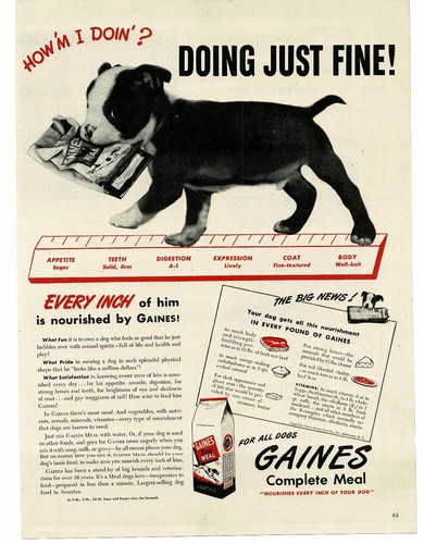 1945 Gaines Dog Meal Food Boston Terrier Puppy Vintage Print Ad
