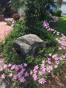 Zephyranthes Fadjar Pink Lot 100 Bulbs Rain Lilies Fairy Lily Atamasco lily