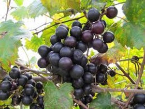 Muscadine grapes in virginia