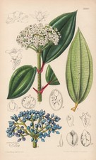Viburnum Davidii Cina Fiore Botanica Litografia Curtis 8980