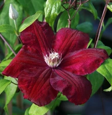 25 Rouge Clematis Seeds Climbing Perennial Plumeria Bloom Seed 733 USA SELLER