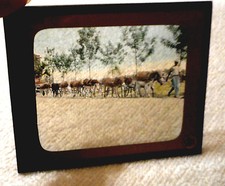 Vintage Photo Glass Slide Plate Color Negative Photo Man with Team of Mules 4"