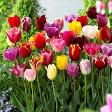 Calla lily Holland Imported Flower Bulbs For Home and Gardening Pack Of 2 bulbs