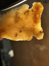 Super Fine Florida Translucent Hardaway Dalton Point No COA Arrowheads Rare