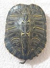 Real Turtle Shell Taxidermy Specimen Carapace Oddities Display 5.5" — photo 3