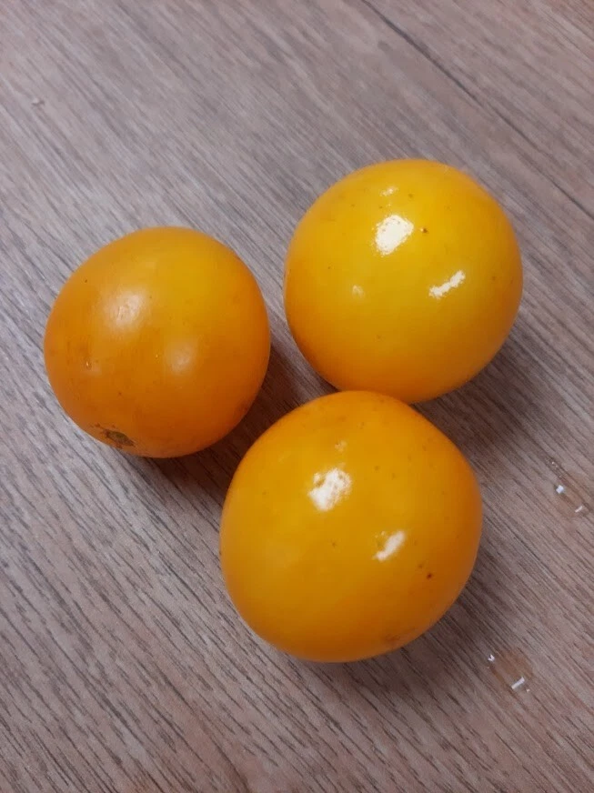 Tomate Arctic Sun - samenfeste Stabtomate - orange Früchte 5+ Samen P 503