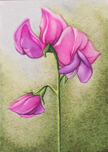 Erbse, Blume, ACEO Art Original, Aquarell, signiert, 2,5x3,5 Zoll