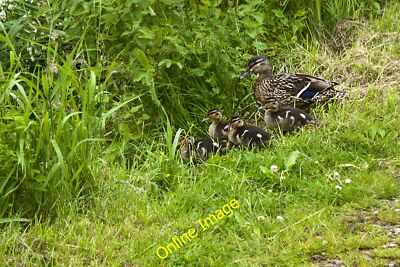 Foto 12x8 Diese Ente ließ mich überraschend nah herankommen, bevor sie und er sich duckl c2013