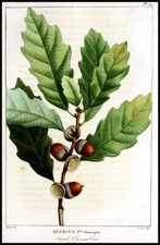Vintage Botanical Prints Antique Leaf Illustration Paris 1819 Tree wall Poster