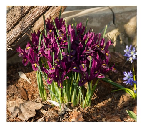 10x Iris Reticulata PAULINE Spring Flowering Bulbs Garden Dwarf Perennial Flower - Picture 1 of 8